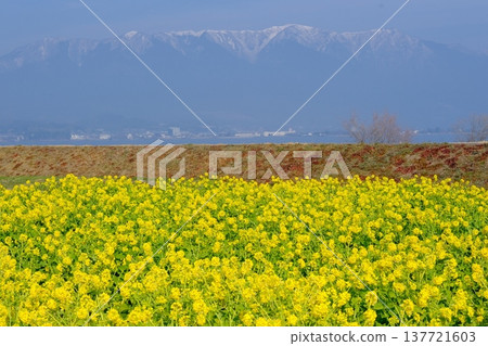 A quintessential early spring scene featuring a field of rapeseed flowers and snow-capped mountains. A quintessential early spring scene featuring a field of rapeseed flowers and snow-capped mountains. 137721603