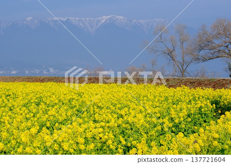 一幅典型的早春景色，展現了油菜花田和白雪皚皚的山峰。 137721604