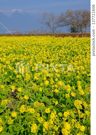一幅典型的早春景色,展現了油菜花田和白雪皚皚的山峰。 一幅典型的早春景色,展現了油菜花田和白雪皚皚的山峰。 137721606