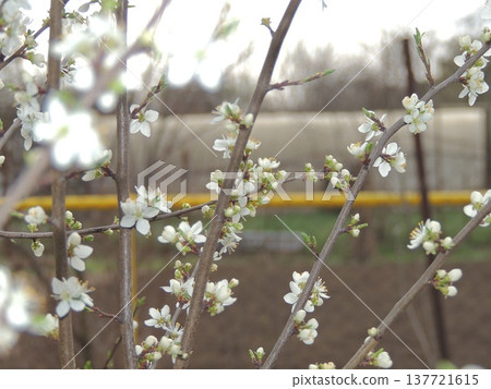 Delicate white flowers on thin branches of a fruit tree or bush against a defocused background of a garden or park on a cloudy spring day, a neutral blurred spring background in pastel colors Delicate white flowers on thin branches of a fruit tree or bush against a defocused background of a garden or park on a cloudy spring day, a neutral blurred spring background in pastel colors 137721615