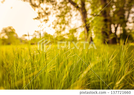 Radiant green grass meadow with spring and summer nature, abstract closeup, soft blurred trees and clouds under bright sunset sky, serene outdoor landscape Radiant green grass meadow with spring and summer nature, abstract closeup, soft blurred trees and clouds under bright sunset sky, serene outdoor landscape 137721660