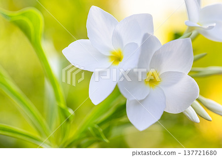 Idyllic tropical plumeria white petals lush green foliage closeup vibrant exotic flowers serene nature botanical background summer bloom 137721680