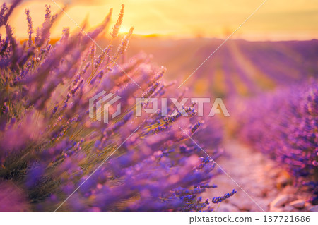 Dreamy abstract lavender flowers closeup glowing sunset sky clouds blur idyllic summer floral nature landscape artistic background Dreamy abstract lavender flowers closeup glowing sunset sky clouds blur idyllic summer floral nature landscape artistic background 137721686