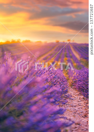 Radiant abstract lavender blossom closeup dreamy sunset sky clouds soft blur idyllic summer floral nature landscape artistic wallpaper background Radiant abstract lavender blossom closeup dreamy sunset sky clouds soft blur idyllic summer floral nature landscape artistic wallpaper background 137721687