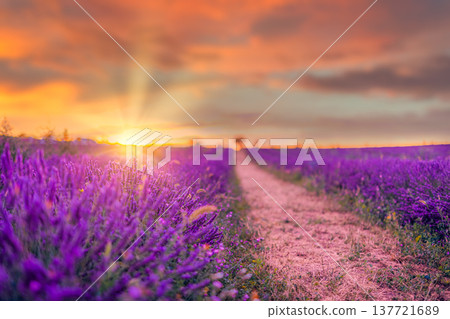 Radiant lavender flower fields Valensole Provence France breathtaking sunset panorama idyllic summer floral countryside landscape Radiant lavender flower fields Valensole Provence France breathtaking sunset panorama idyllic summer floral countryside landscape 137721689