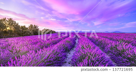Breathtaking vibrant lavender bloom Valensole Provence France radiant sunset panoramic summer floral landscape dreamy purple fields 137721695