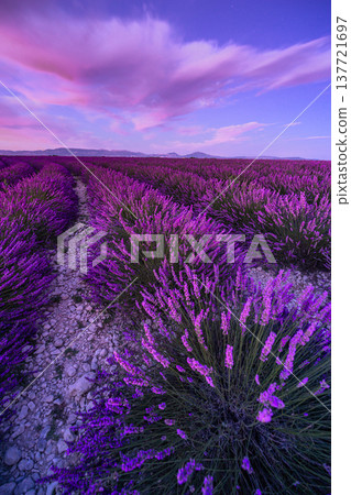Radiant sunset lavender blossoms vertical landscape idyllic summer floral field dreamy sky clouds serene nature scenery Radiant sunset lavender blossoms vertical landscape idyllic summer floral field dreamy sky clouds serene nature scenery 137721697