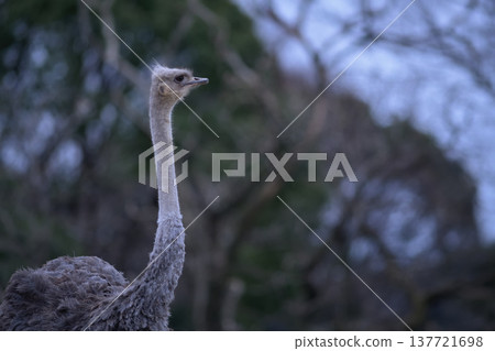 An ostrich gazes at the western sky, wondering if the weather will change. An ostrich gazes at the western sky, wondering if the weather will change. 137721698