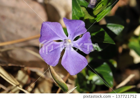早春花園裡盛開的紫色長春花 137721752