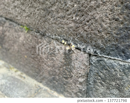 A plant (likely Lamium amplexicaule) growing on a stone wall (looking rather unhealthy) / The plant A plant (likely Lamium amplexicaule) growing on a stone wall (looking rather unhealthy) / The plant 137721798