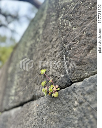 A plant (likely Lamium amplexicaule) growing on a stone wall (looking rather unhealthy) / The plant A plant (likely Lamium amplexicaule) growing on a stone wall (looking rather unhealthy) / The plant 137721802