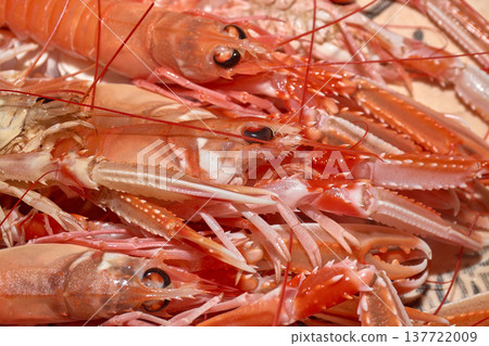 Detail of fresh langoustines with their claws and antennae, prepared for a high-quality seafood recipe 137722009