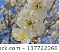 White plum shining in the blue sky 137722066
