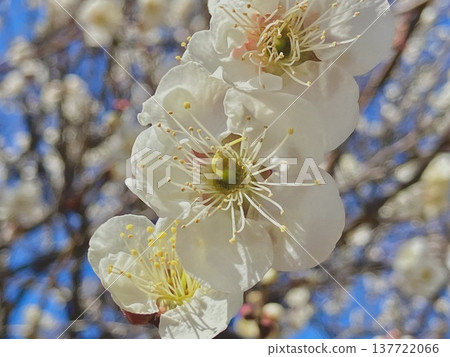 White plum shining in the blue sky White plum shining in the blue sky 137722066