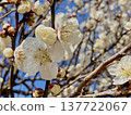 white plum blossom 137722067