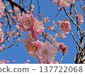 Plum blossoms in the blue sky 137722068