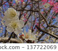 white plum blossom 137722069