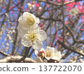 white plum blossom 137722070