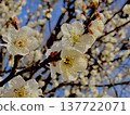 white plum blossom 137722071