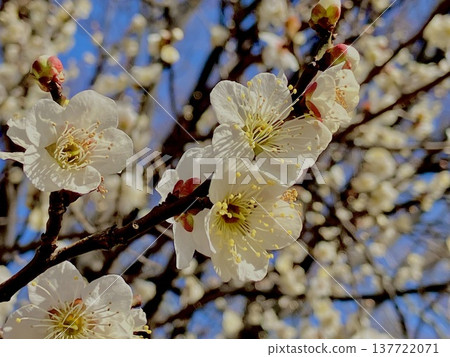 white plum blossom white plum blossom 137722071