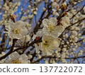 white plum blossom 137722072