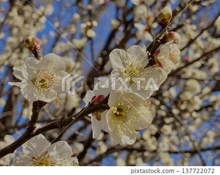 white plum blossom white plum blossom 137722072