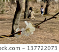 A parent and child playing in a park with white plum blossoms. 137722073