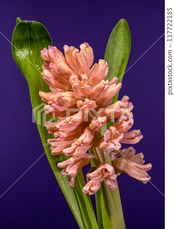 Salmon Pink Hyacinth Flower With Green Leaves On Purple Background Salmon Pink Hyacinth Flower With Green Leaves On Purple Background 137722185