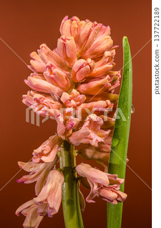 Salmon Pink Hyacinth Flower On Dark Orange Earthy Background Salmon Pink Hyacinth Flower On Dark Orange Earthy Background 137722189