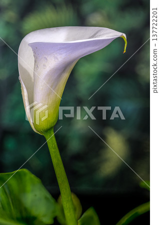 Elegant White Calla Lily Profile Against Lush Green Background 137722201