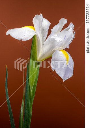White Iris Blossom With Yellow Accents On Warm Brown Background White Iris Blossom With Yellow Accents On Warm Brown Background 137722214