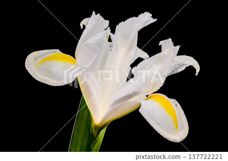 White Iris Blossom With Yellow Accents Isolated On Black Background White Iris Blossom With Yellow Accents Isolated On Black Background 137722221