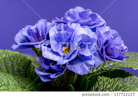 Macro Blue Primrose Flowers with Water Drops on Purple Background 137722225