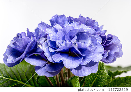 Blue Primrose Flowers with Water Drops Isolated on White Background Blue Primrose Flowers with Water Drops Isolated on White Background 137722229