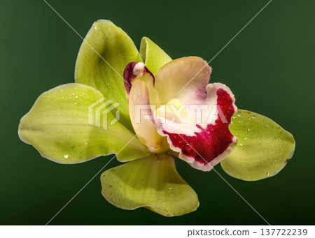 Green Cymbidium Orchid Blossom With Burgundy Lip On Green Background 137722239