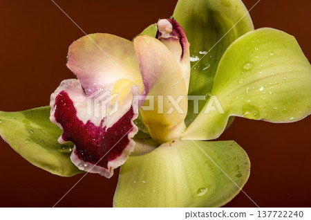 Green Cymbidium Orchid Flower With Burgundy Lip On Brown Background 137722240