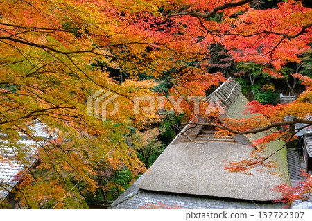 An old thatched roof house in Okusagano with autumn leaves An old thatched roof house in Okusagano with autumn leaves 137722307