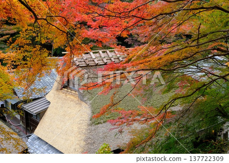 An old thatched roof house in Okusagano with autumn leaves 137722309