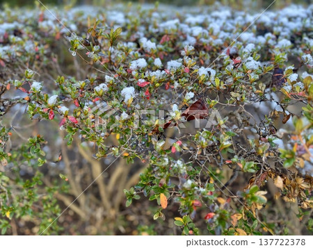 Snow-covered hedge with autumn leaves / The plant Snow-covered hedge with autumn leaves / The plant 137722378