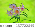 The flower of the Hime-sayuri (Lilium rubellum), which is native to Japan. The flower of the Hime-sayuri (Lilium rubellum), which is native to Japan. 137722845