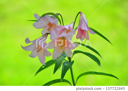 The flower of the Hime-sayuri (Lilium rubellum), which is native to Japan. The flower of the Hime-sayuri (Lilium rubellum), which is native to Japan. 137722845