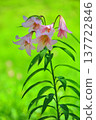 The flower of the Hime-sayuri (Lilium rubellum), which is native to Japan. The flower of the Hime-sayuri (Lilium rubellum), which is native to Japan. 137722846