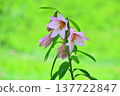 The flower of the Hime-sayuri (Lilium rubellum), which is native to Japan. The flower of the Hime-sayuri (Lilium rubellum), which is native to Japan. 137722847