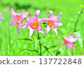 The flower of the Hime-sayuri (Lilium rubellum), which is native to Japan. The flower of the Hime-sayuri (Lilium rubellum), which is native to Japan. 137722848
