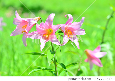 姬百合(Lilium rubellum)的花,原產於日本。 姬百合(Lilium rubellum)的花,原產於日本。 137722848