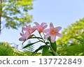 The flower of the Hime-sayuri (Lilium rubellum), which is native to Japan. The flower of the Hime-sayuri (Lilium rubellum), which is native to Japan. 137722849