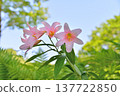 The flower of the Hime-sayuri (Lilium rubellum), which is native to Japan. The flower of the Hime-sayuri (Lilium rubellum), which is native to Japan. 137722850