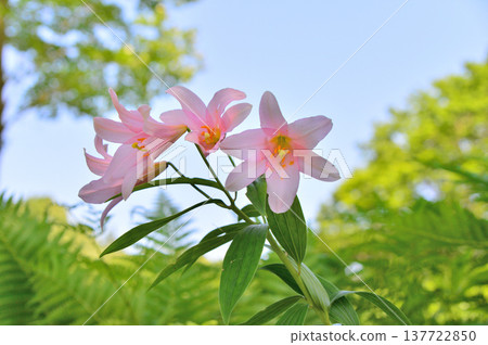 姬百合（Lilium rubellum）的花，原產於日本。 137722850