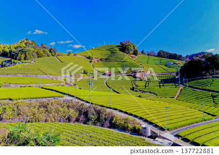 Watami茶園 137722881