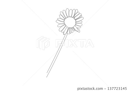 Continuous One Line Drawing of Oxeye Daisy Flower eps10 Continuous One Line Drawing of Oxeye Daisy Flower eps10 137723145
